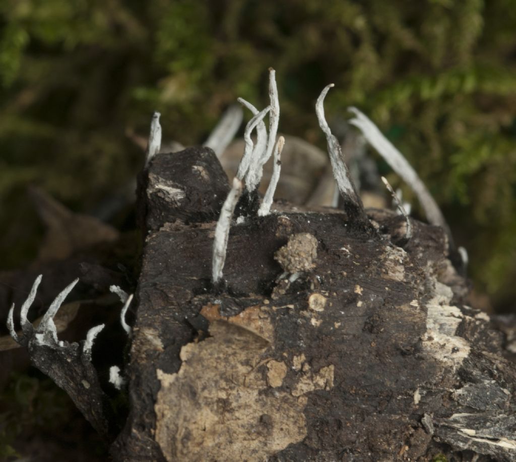 Xylaria hypoxylon ?